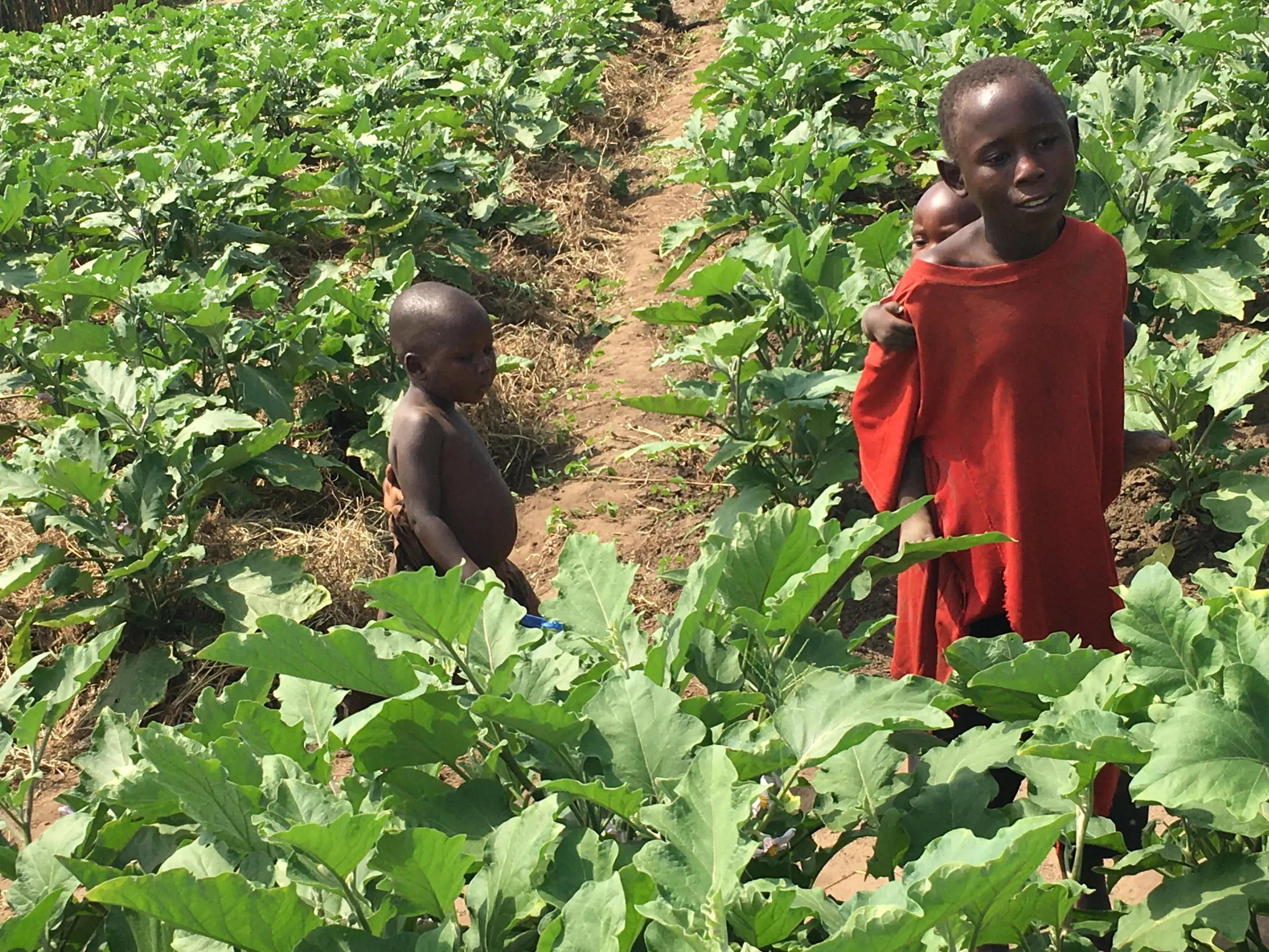 Training on Climate Smart Nutrition Gardens at Kanura High School and other schools