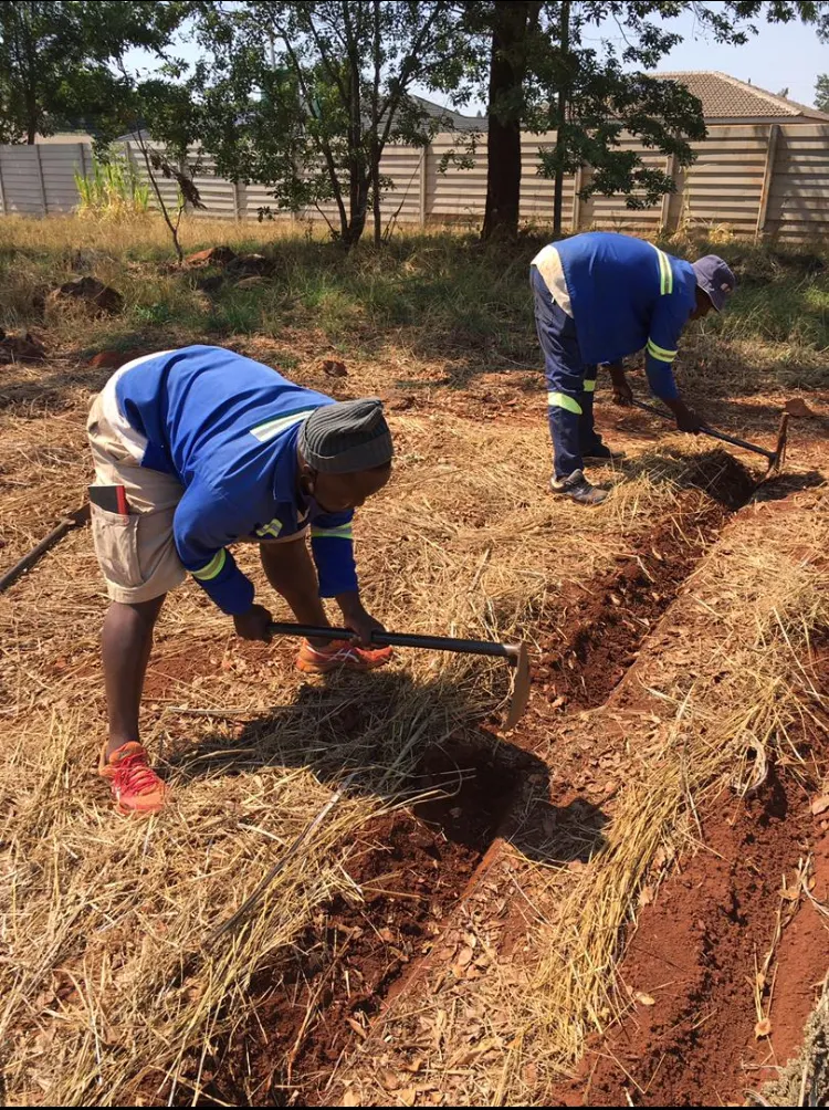Two workers in blue overalls digging a planting trench through mulched red soil
