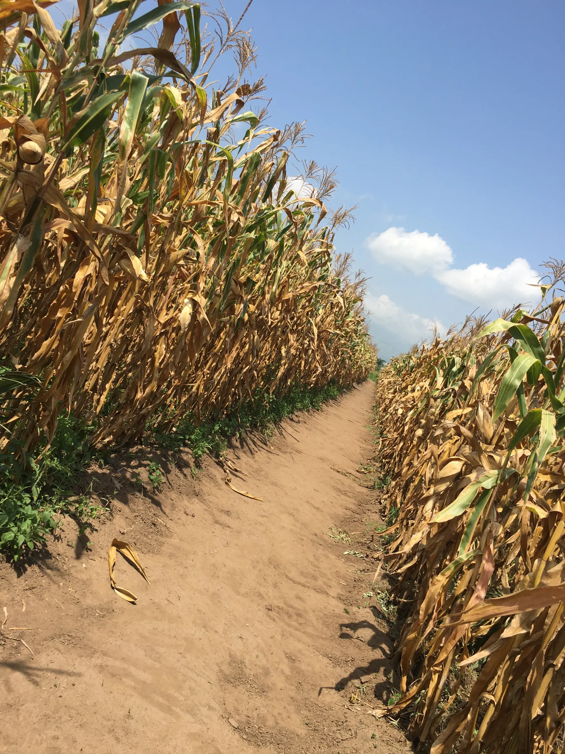 A sandy path running between tall maize plants on a bright day