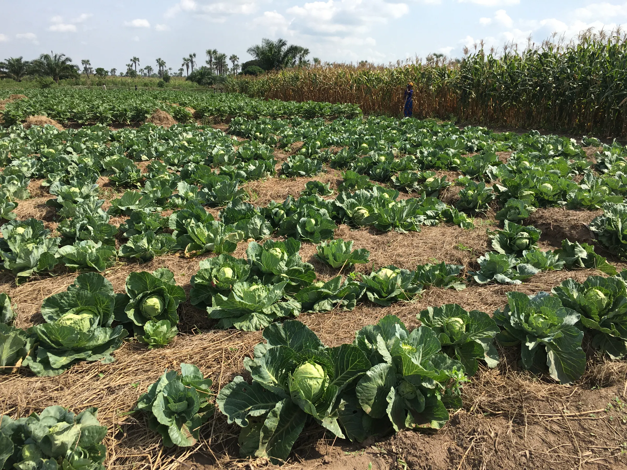 Rows of full-grown cabbages filling a school nutrition garden, with maize beyond