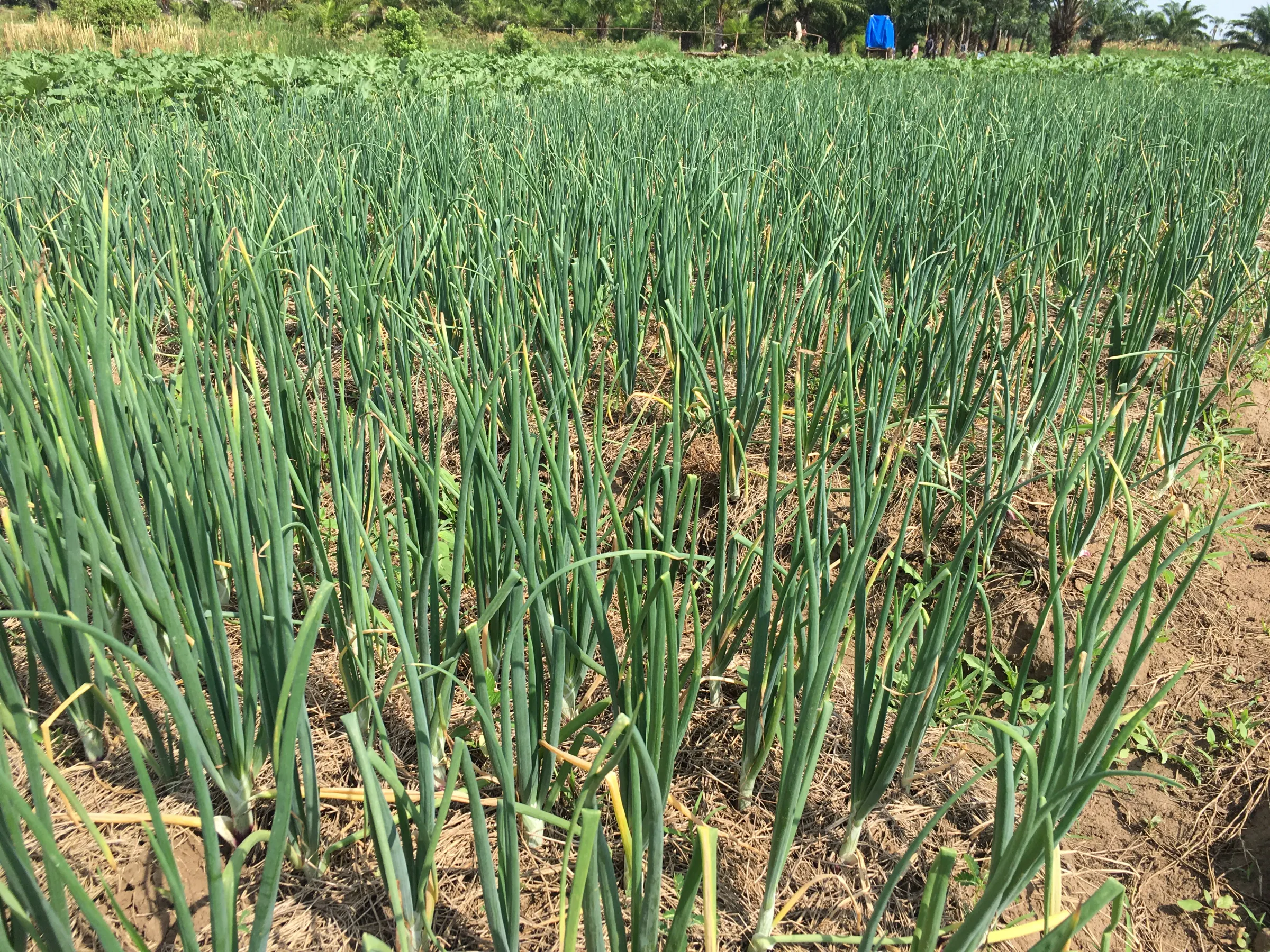 Dense rows of spring onions growing in a nutrition garden, with a farmer working in the background