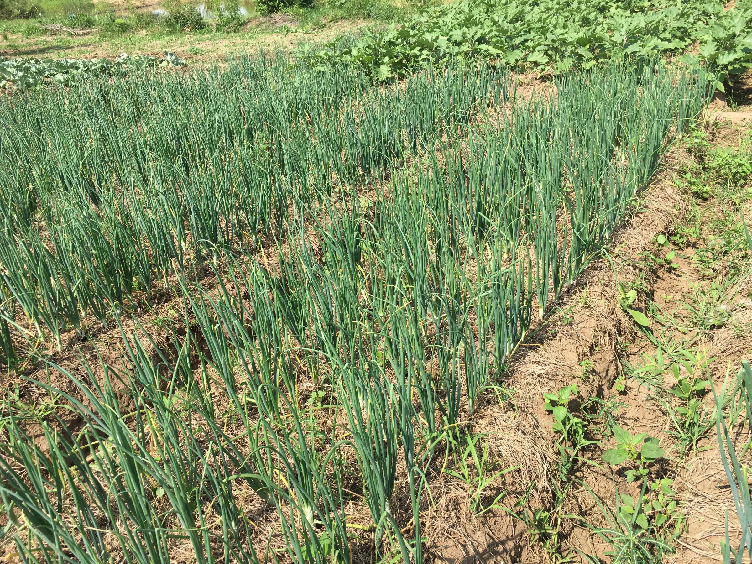Long beds of onions in a well-tended garden bordered by vegetables