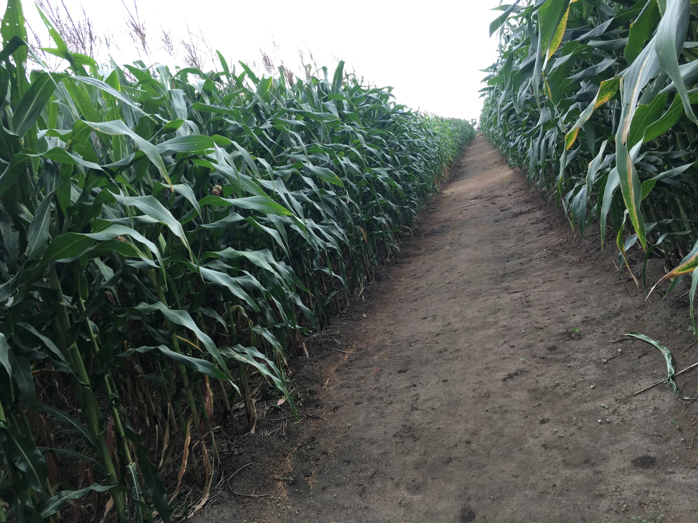 A narrow path between two walls of tall, healthy maize